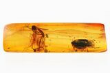 Detailed Fossil Click Beetle and Fly in Baltic Amber #310910-1